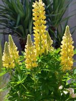 LUPINUS DESERT SUN - imagine 4