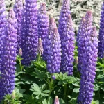 LUPINUS PERSIAN SLIPPER