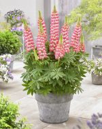 LUPIN RACHEL DE THAME - imagine 3