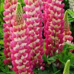 LUPIN RACHEL DE THAME