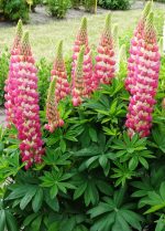 LUPIN RACHEL DE THAME - imagine 2
