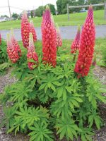 LUPIN TEQUILLA FLAME