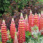 LUPIN TEQUILLA FLAME