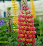 LUPIN TEQUILLA FLAME - imagine 2
