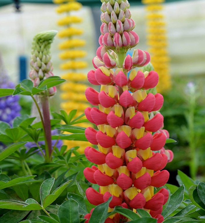 LUPIN TEQUILLA FLAME - imagine 2