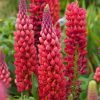 LUPIN TOWERING INFERNO