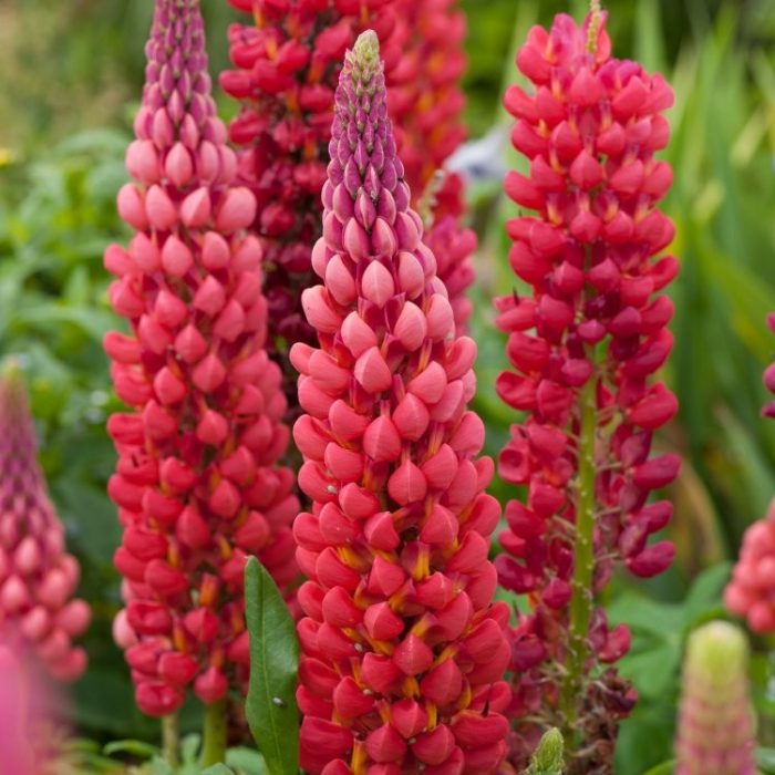 LUPIN TOWERING INFERNO