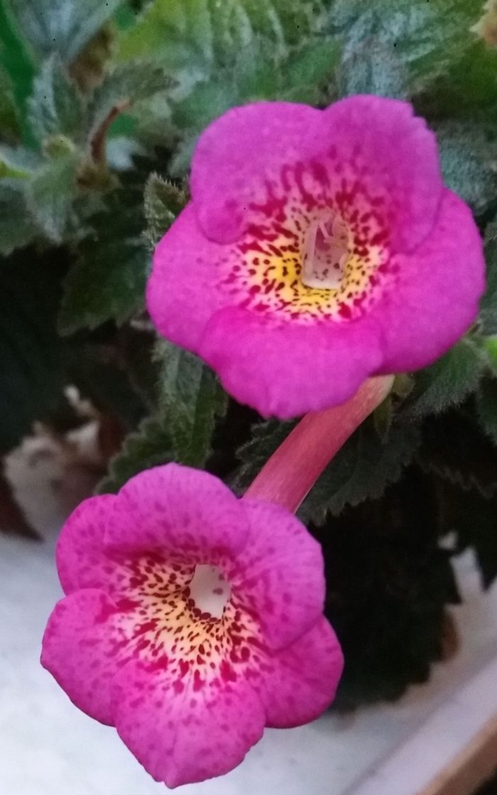 Achimenes RF's Galaxy - imagine 2