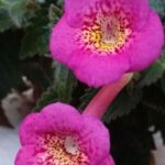 Achimenes RF's Galaxy