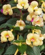 Achimenes Yellow Fever - imagine 2