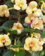Achimenes Yellow Fever
