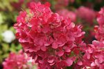 Hortensia paniculata Diamand Rouge-C5-disponibile din martie - imagine 4