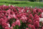 Hortensia paniculata Diamand Rouge-C5-disponibile din martie - imagine 6