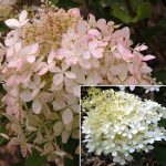 Hydrangea paniculata Phantom - imagine 2