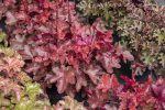 HEUCHERA WORLD CAFFE VIENNA