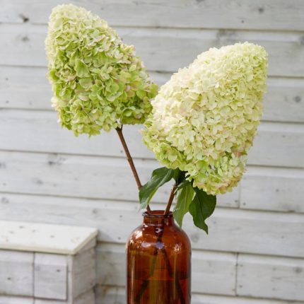 Hortensia paniculata Hercules