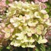Hortensia paniculata Pastelgreen ®