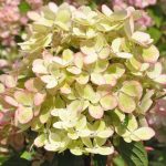 Hortensia paniculata Pastelgreen ®