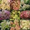 Hortensia paniculata Pastelgreen ®