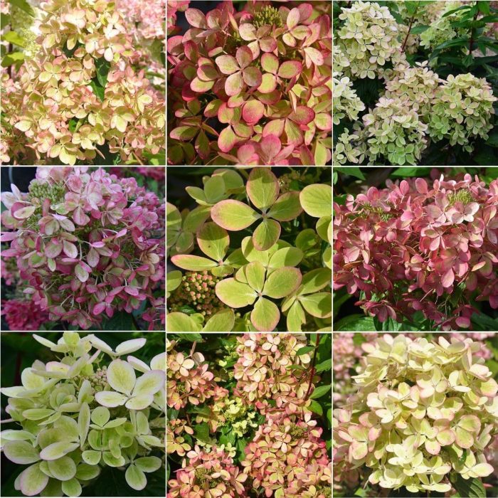 Hortensia paniculata Pastelgreen ®
