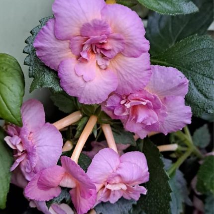 Achimenes Vanilla Custard