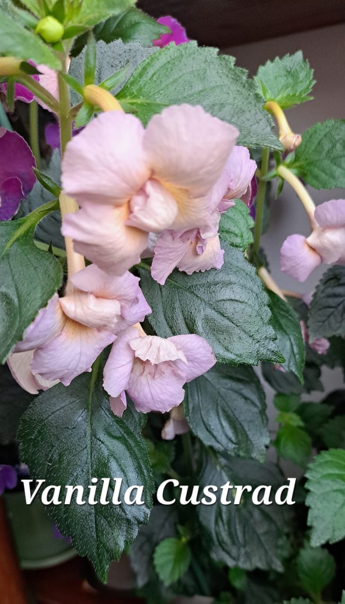 Achimenes Vanilla Custard - imagine 2