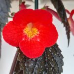 Achimenes Inferno