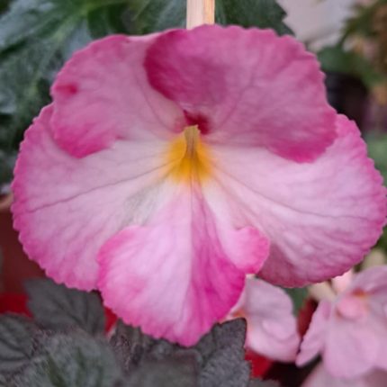 Achimenes Petite Rozette
