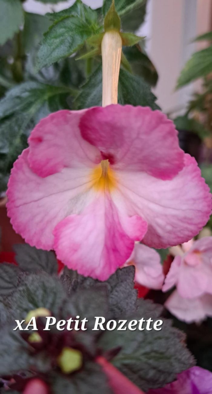 Achimenes Petite Rozette