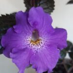 Achimenes Texas  Blue Bayou