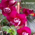 Achimenes Werner