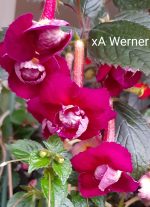 Achimenes Werner