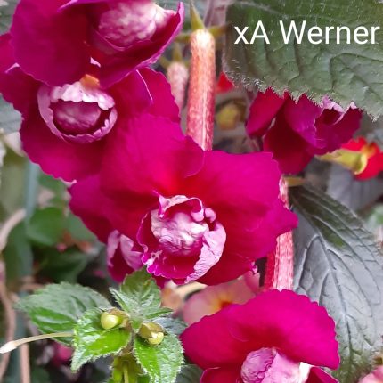 Achimenes Werner