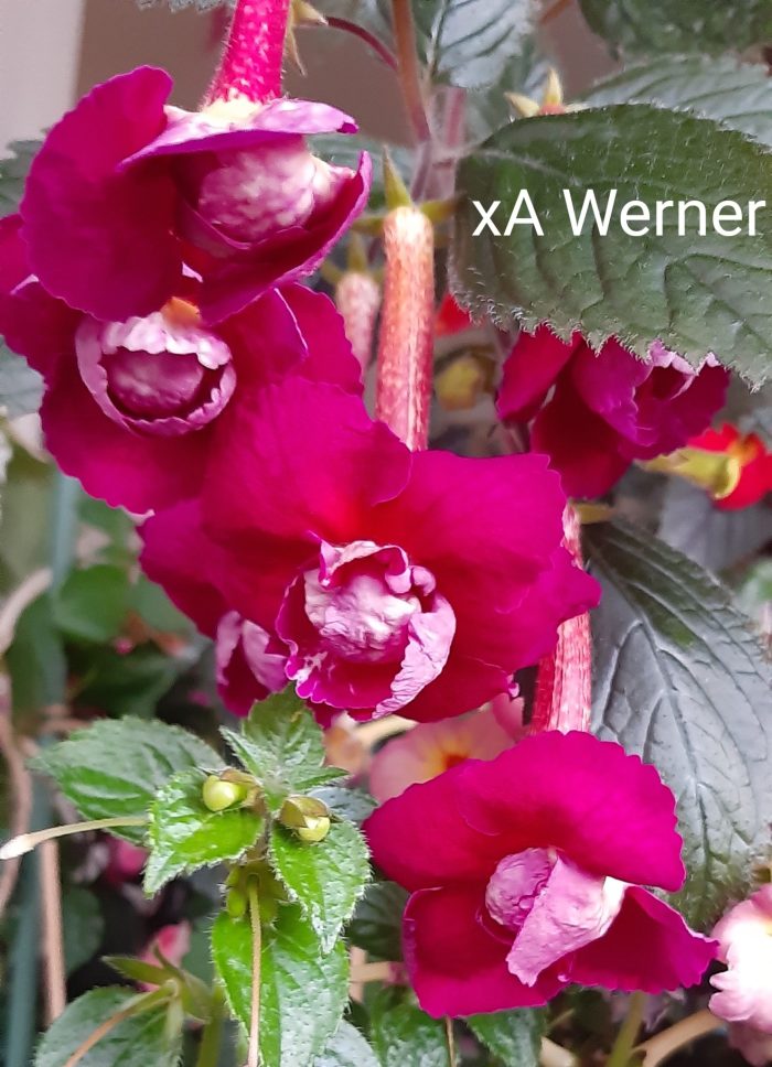 Achimenes Werner