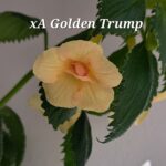 Achimenes Golden Trump