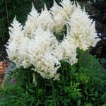 Astilbe Deutchland