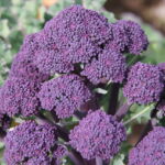Seminte brocoli Early Purple Sprouting 400buc.-livrarea din 25 februarie