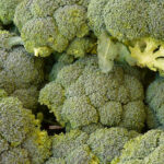 Semințe brocoli Ramoso Calabrese 1.000 semințe