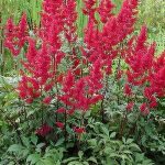Astilbe Elsie Schluck