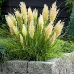 CORTADERIA TINY PAMPA-pitica -C3
