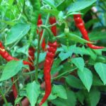 Seminte ardei iute de Cayenne 100buc-livrarea din februarie