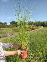 Cortaderia selloana 'Rosea'