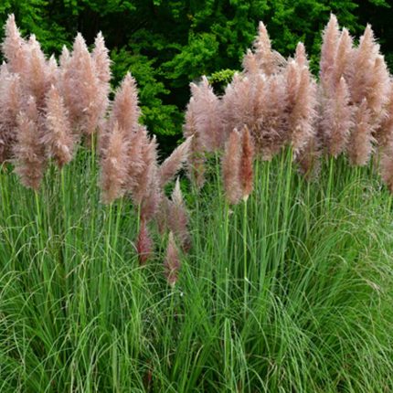 Cortaderia selloana 'Rosea'