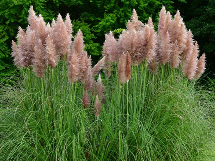 Cortaderia selloana 'Rosea'