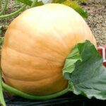 Seminte Dovleac Yellow Giant 30buc -livrarea din 25 februarie