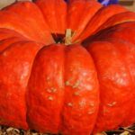 Seminte Dovleac Rouge Vif d'Etampes 30buc -livrarea din 25 februarie