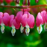 Dicentra Spectabilis (Cerceii Doamnei)