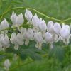 Dicentra Spectabilis Alba (Cerceii Doamnei)