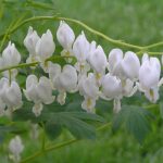 Dicentra Spectabilis Alba (Cerceii Doamnei)