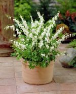 Dicentra Spectabilis Alba (Cerceii Doamnei) - imagine 2